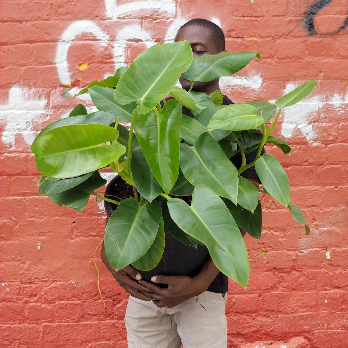 Philodendron - Emerald Green - EXTRA LARGE